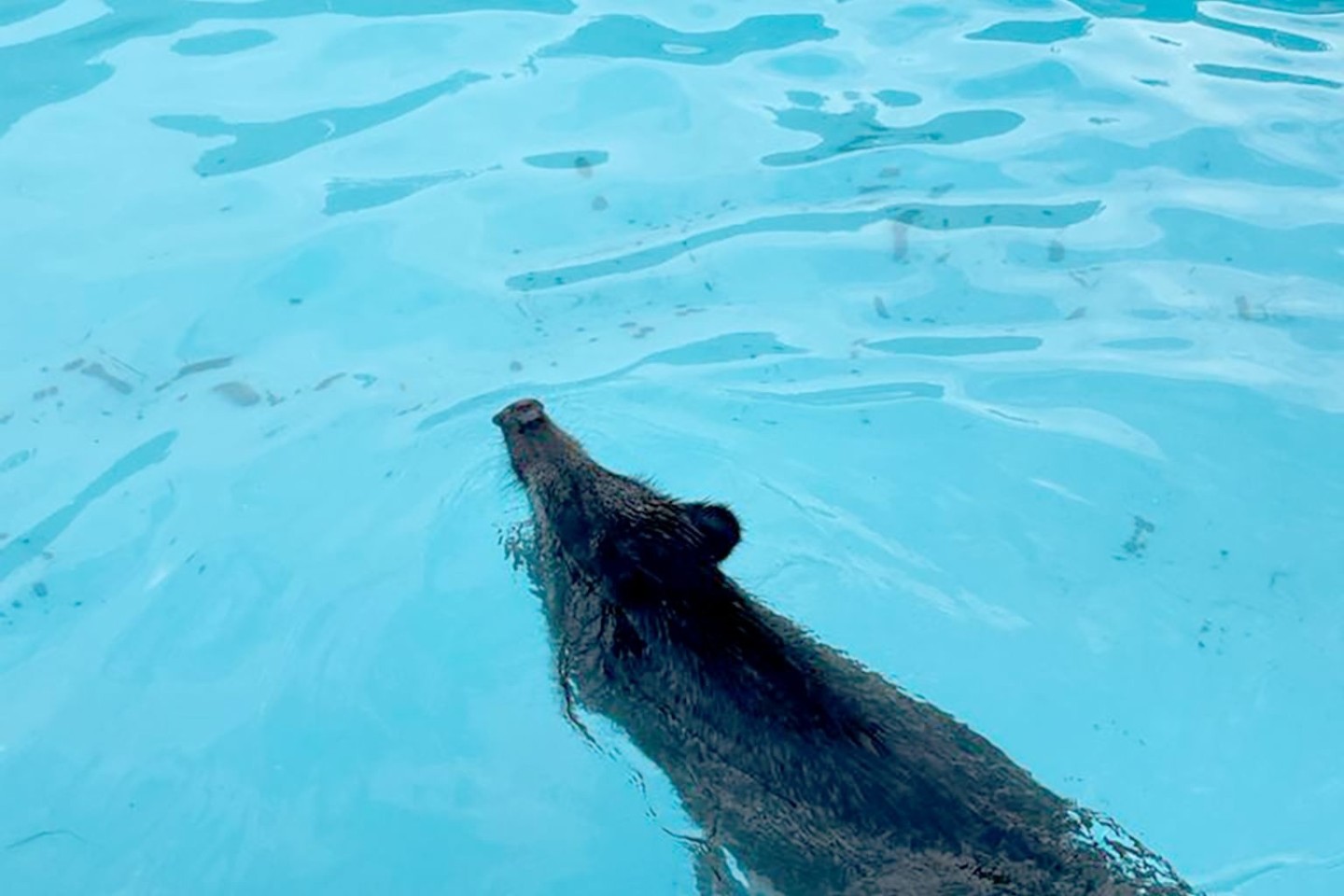 Abkühlung vonnöten: Ein Wildschwein schwimmt in einem Swimmingpool.