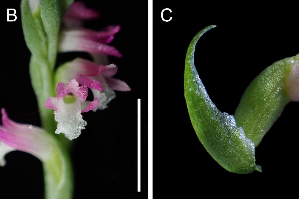 Wissenschaftler zeigen sich begeistert von «Spiranthes hachijoensis»: Mit ihren rosafarbenen Blütenblättern gleiche die neue Orchideen-Art künstlerischen «Glasarbeiten».