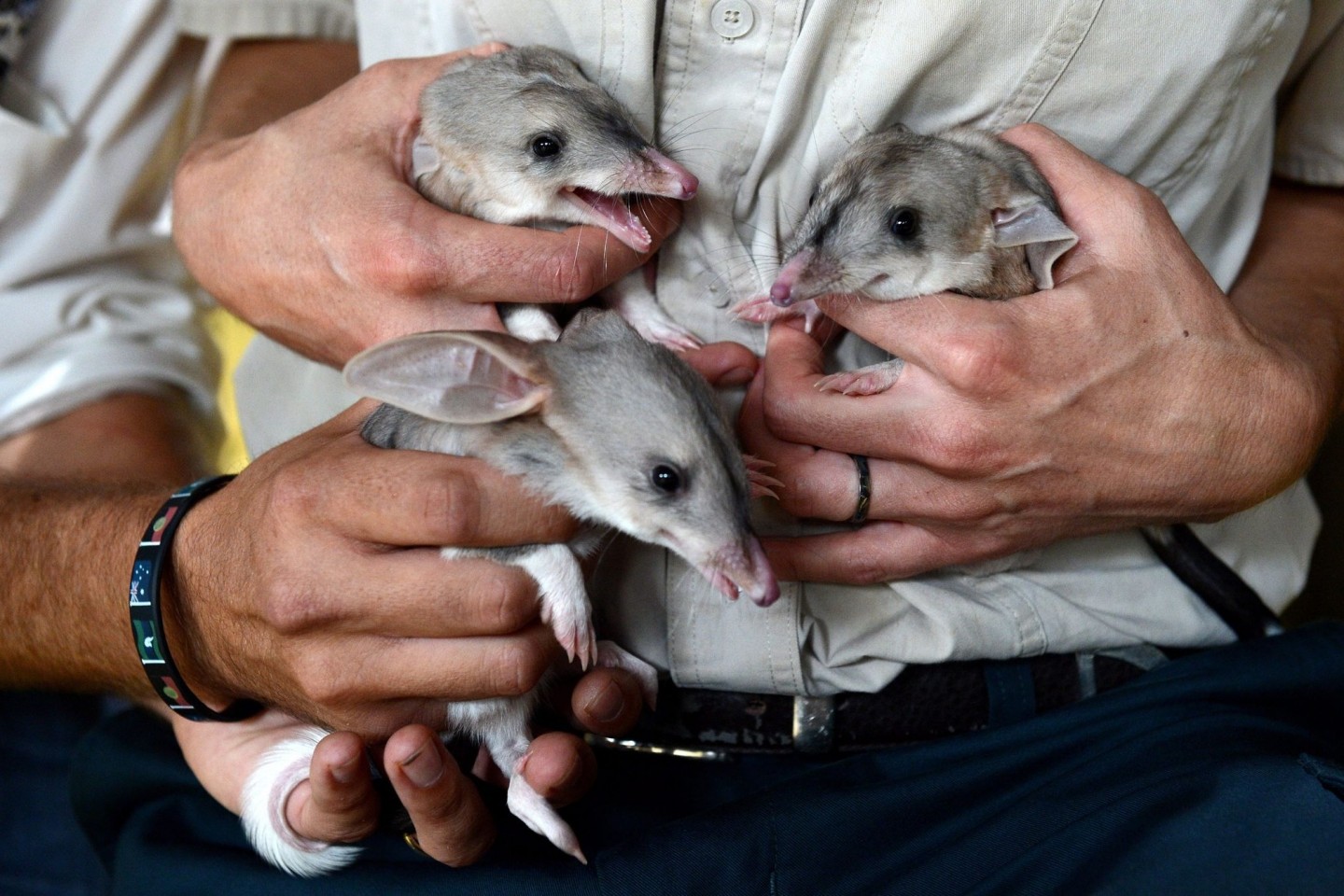 Ein Trio Bilby-Babys. Die seltenen Kaninchennasenbeutler kommen nur in Australien vor.