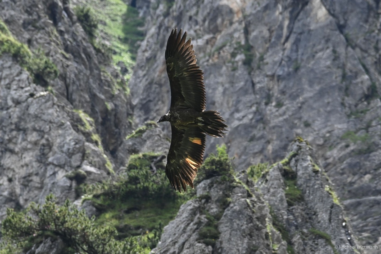 Das Bartgeier-Weibchen Wally fliegt auf dem undatierten Foto im Nationalpark Berchtesgaden durch die Lüfte.