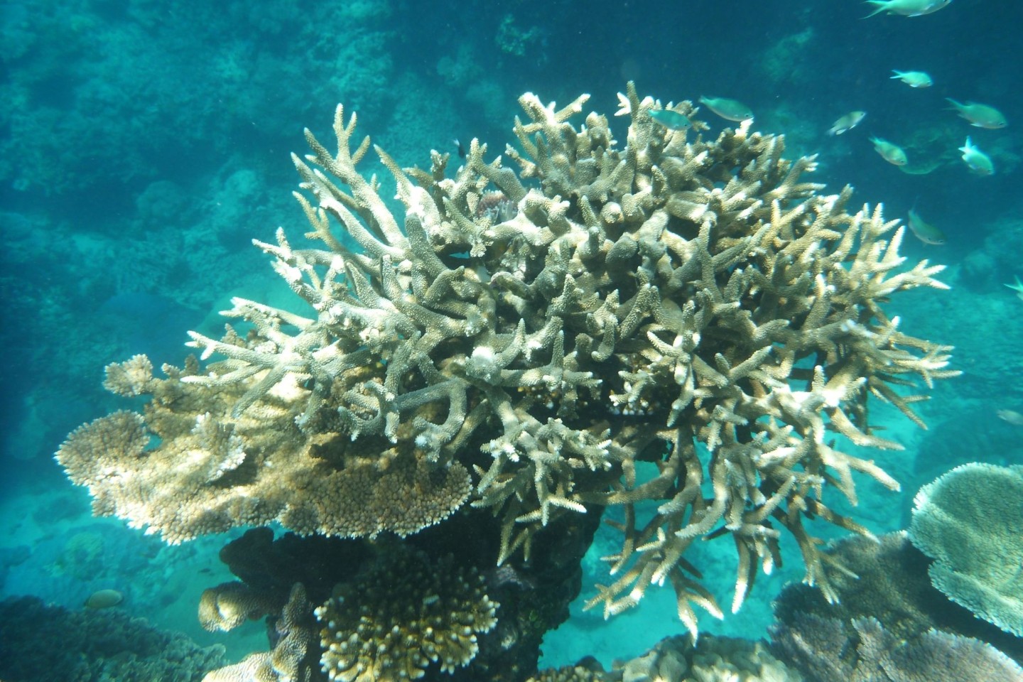 Korallenriffe weltweit befinden sich in einem besorgniserregenden Zustand.