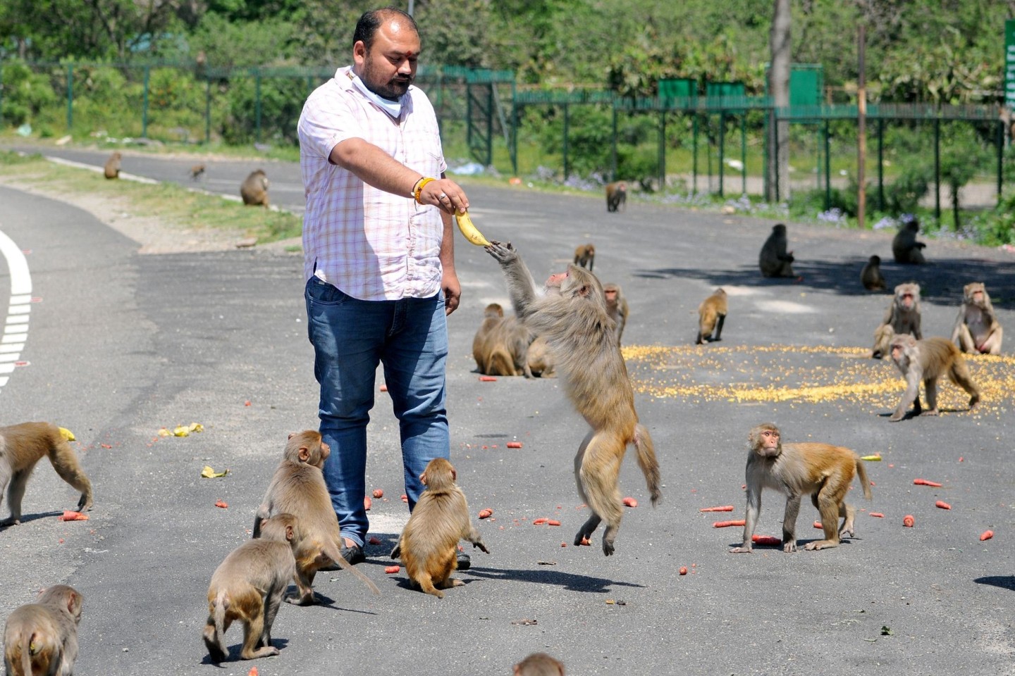 In der indischen Hauptstadt leben zahlreiche Affen.
