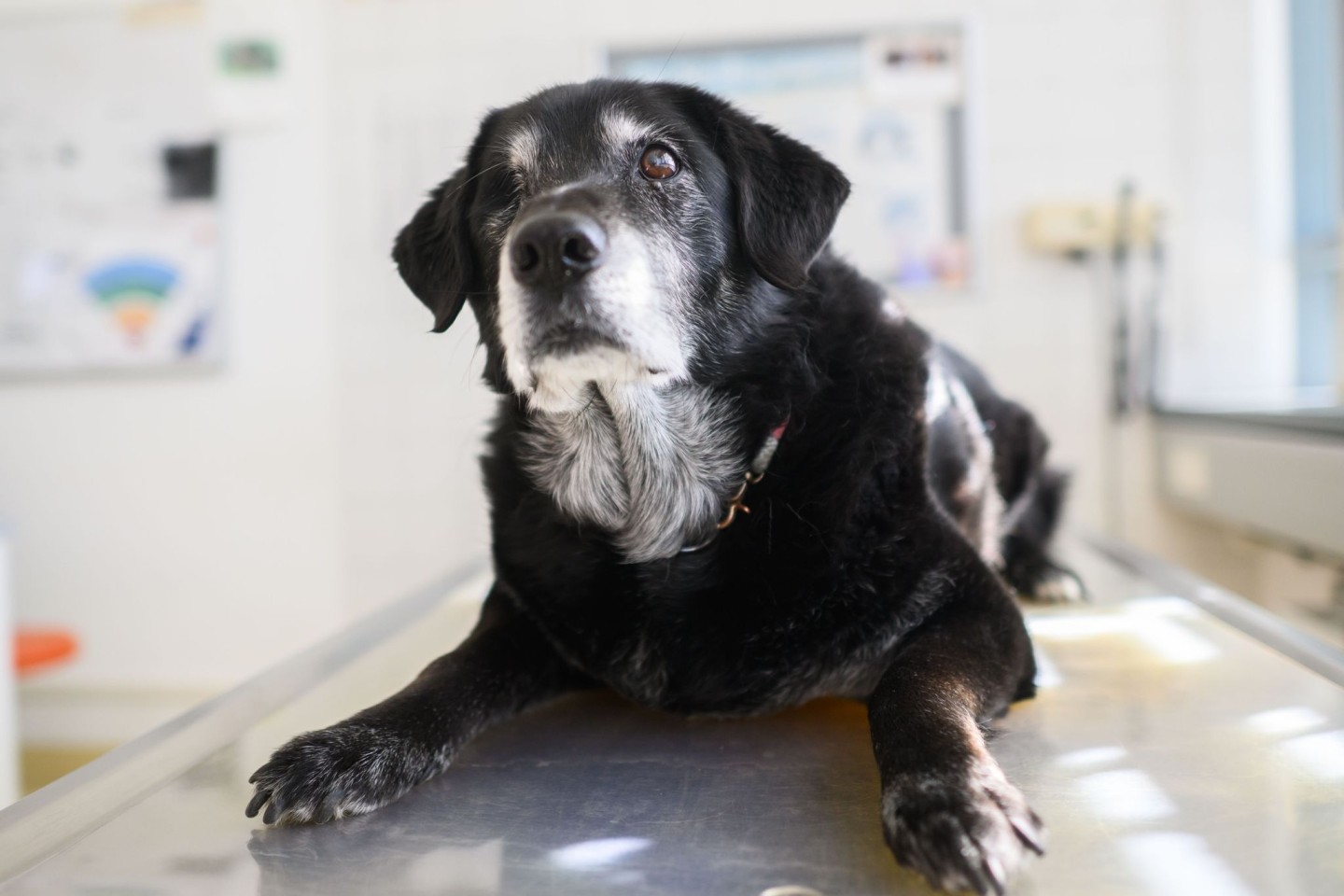 Ein Hund mit diagnostizierter Demenz sitzt in einem Behandlungsraum der Tierärztlichen Hochschule Hannover.