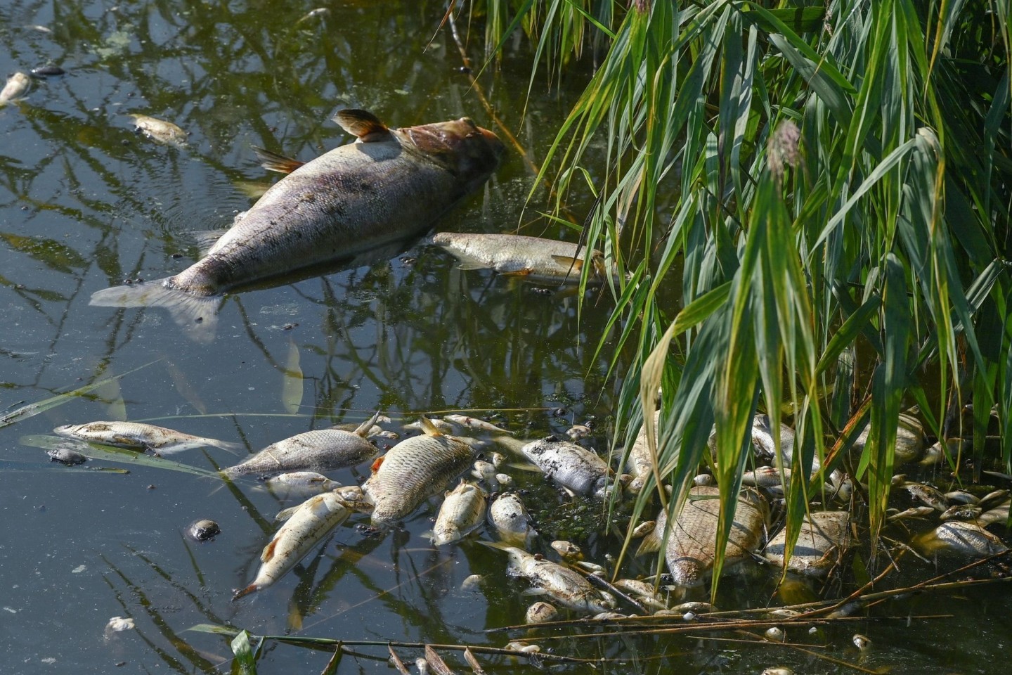 Die Gründe für das massenhafte Fischsterben in der Oder sind weiter unklar.