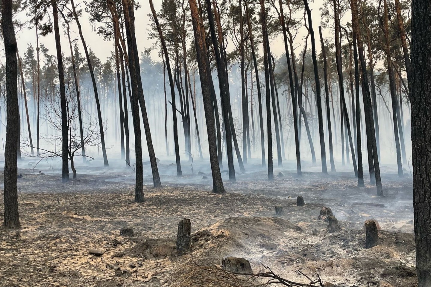 Ein abgebrannter Wald zwischen Kosilenzien und Nieska im Landkreis Elbe-Elster. An der Landesgrenze von Brandenburg und Sachsen kämpft die Feuerwehr gegen einen Waldbrand.
