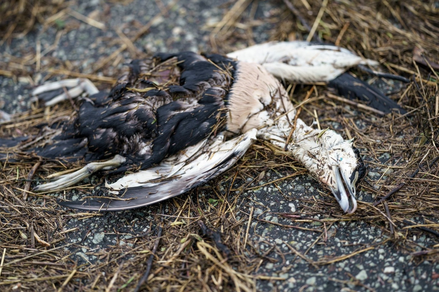 Eine Eiderente liegt tot am Strand der Nordsee. Laut Angaben eines Mitarbeiters des Küstenschutzes ist der Seevogel vermutlich an der Vogelgrippe gestorben.