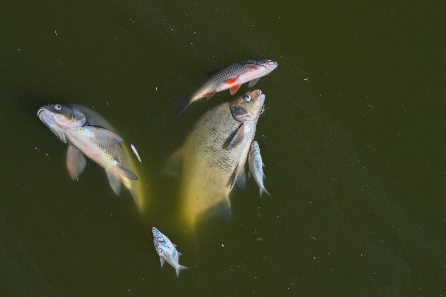 Tote Fische treiben im August 2022 im deutsch-polnischen Grenzfluss Oder.