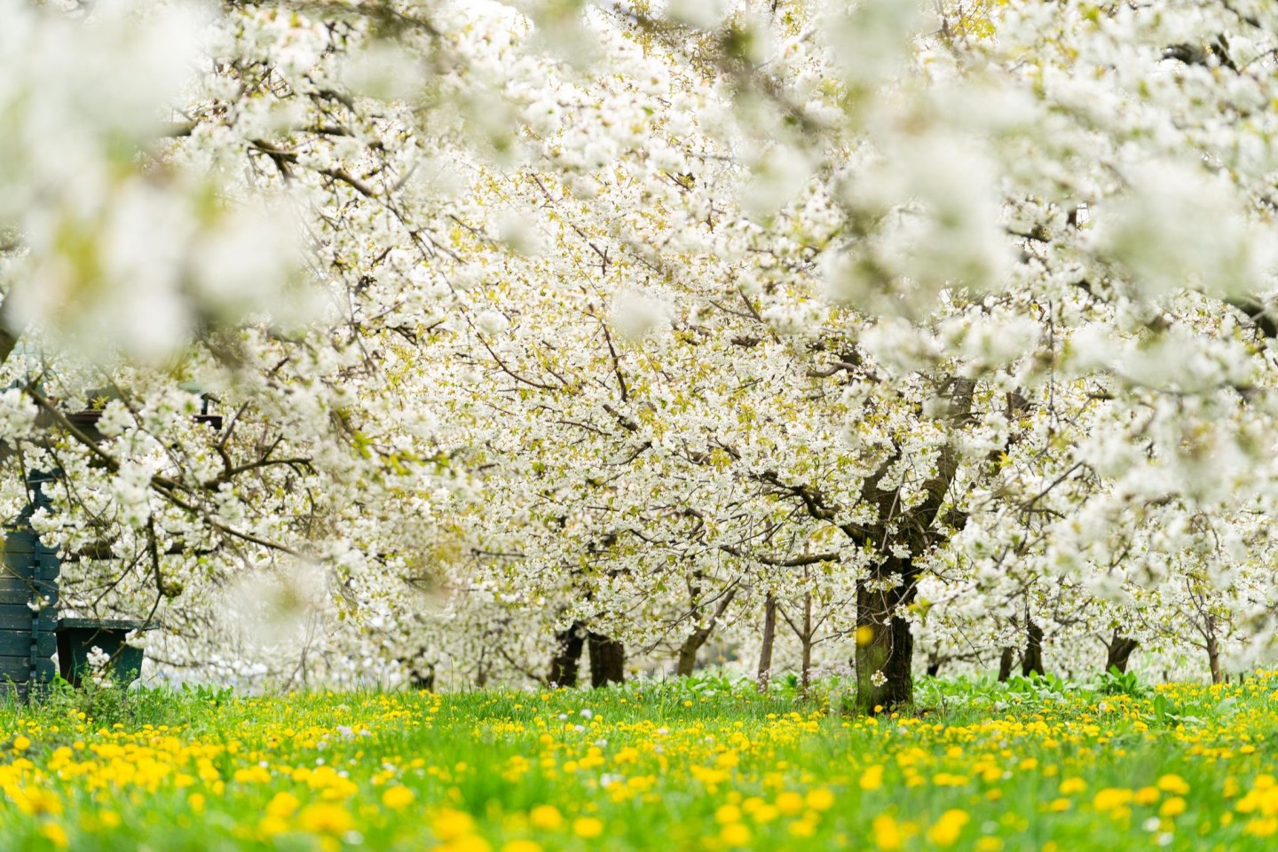 Blühende Kirschbäume prägen derzeit die Landschaft in der Fränkischen Schweiz.