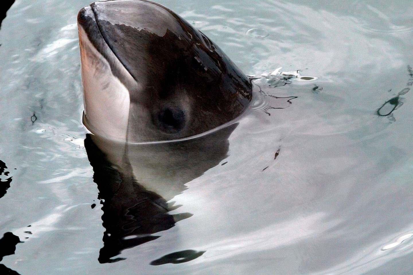 Schweinswale erleiden durch die starken Druckwellen bei Explosionen teils tödliche Verletzungen.