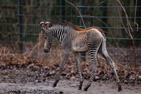 Seltenes Zebra-Fohlen im Nürnberger Tiergarten geboren