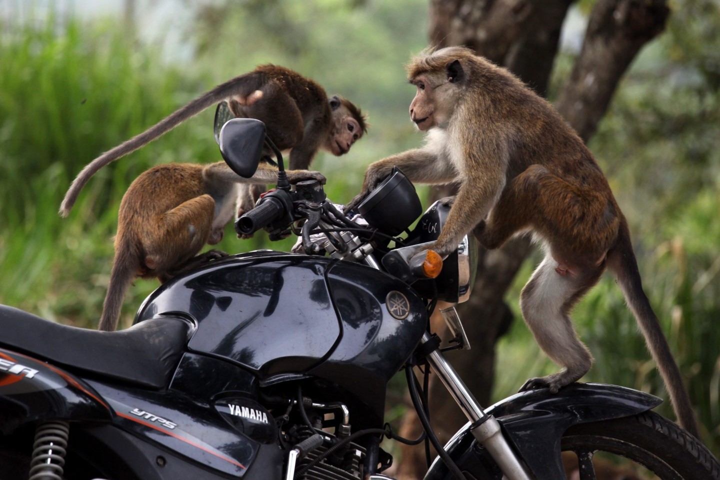 Ceylon-Hutaffen spielen auf einem Motorrad in Sri Lanka.