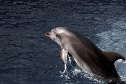 Tausende Delfine im Schwarzen Meer wegen Kriegs verendet