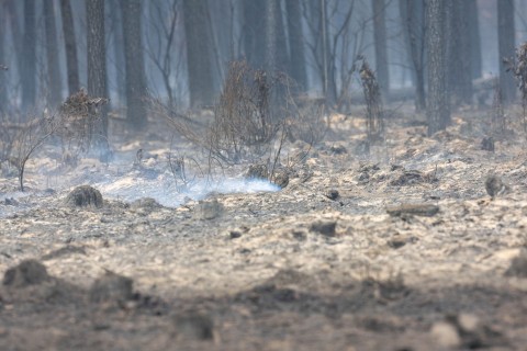 Waldbrand unter Kontrolle - Suche nach Glutnestern