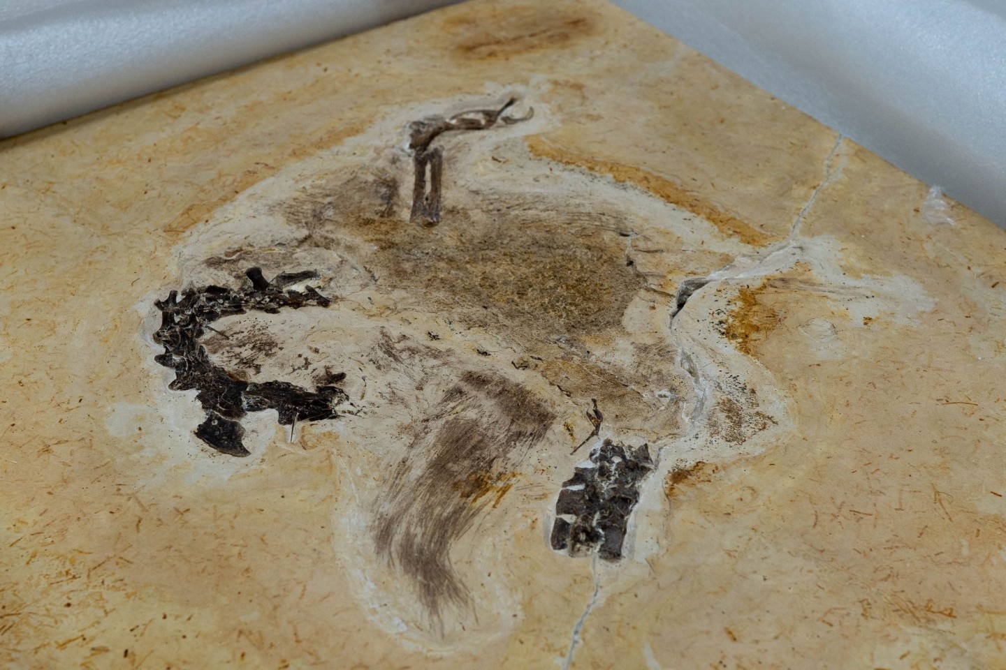 Auf diesem vom brasilianischen Wissenschaftsministerium zur Verfügung gestellten Bild ist das Fossil des Sauriers Ubirajara jubatus zu sehen, als es im Museum Cariri ankommt.