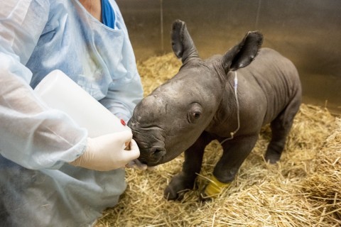 Zoo in Australien trauert: Seltenes Nashorn-Baby gestorben 