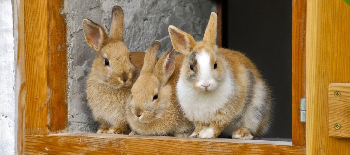 Kaninchen Zuchttiere Zuchtverein